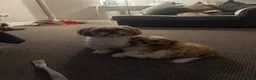 Shih Tzu dogs for stud: Our beautiful boy Arlo available for stud - Advert 4