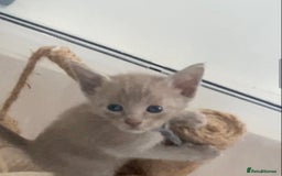Mixed Breed cats for sale: Oriental X Siamese kittens  - Image 25