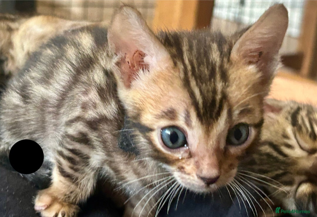 Bengal cats for sale: 6 Gorgeous Bengals kittens ready for reservation  - Image 20