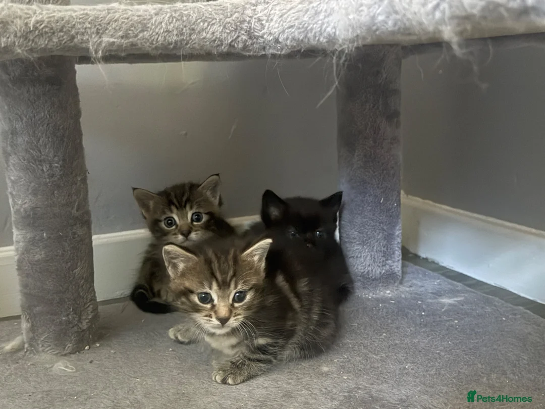 Ragdoll cats for sale: Ragdoll x kittens!  in Hull - Advert 2