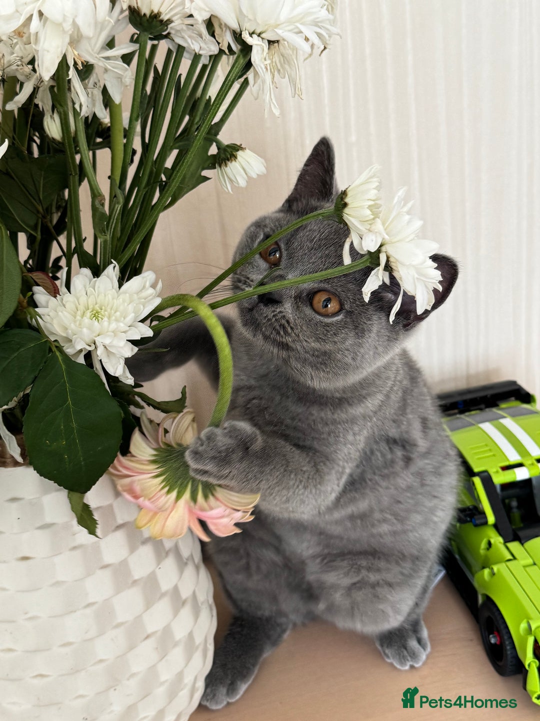 British Shorthair cats for sale: Beautiful British Shorthair Girls  in Bristol - Image 3