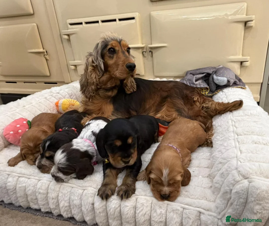 Cocker Spaniel dogs for sale: ⭐️ Show Type Cocker Spaniel Puppies ⭐️ - Advert 1