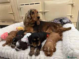 Cocker Spaniel dogs ⭐️ Show Type Cocker Spaniel Puppies ⭐️ - Advert 6