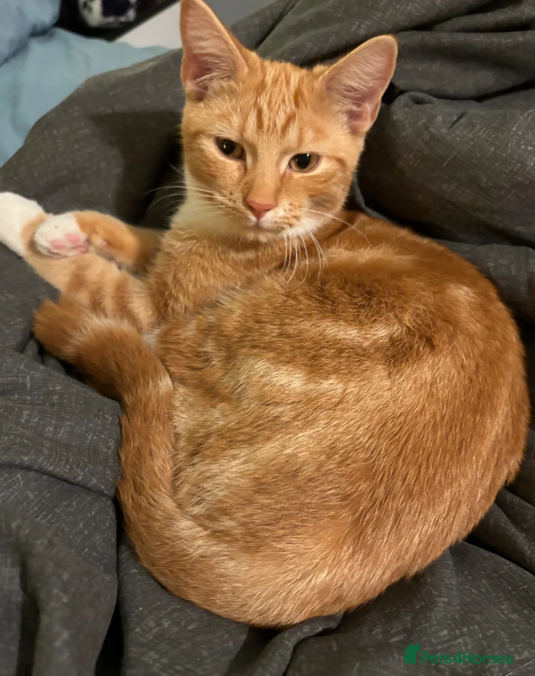 Domestic Shorthair cats for sale: 1 year old ginger male cat - Advert 2