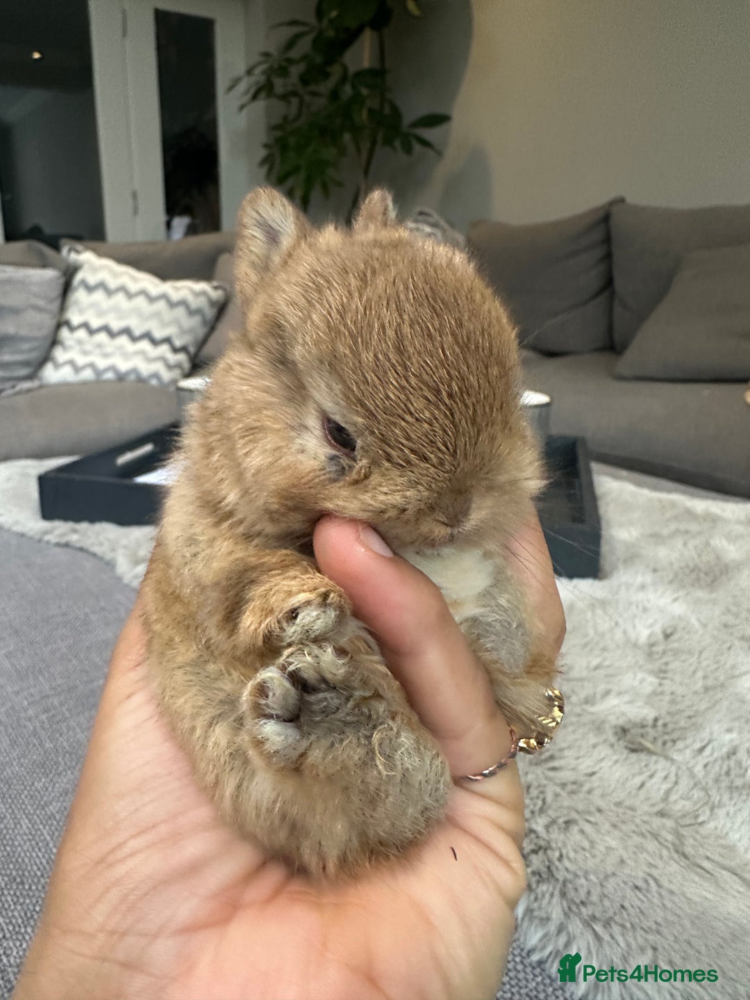 Netherland Dwarf rabbits for sale: Cute bunnies award winning parents - Advert 2