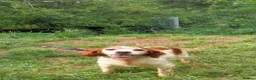 Brittany Spaniel dogs for adoption: Quilla in Consett - Advert 10