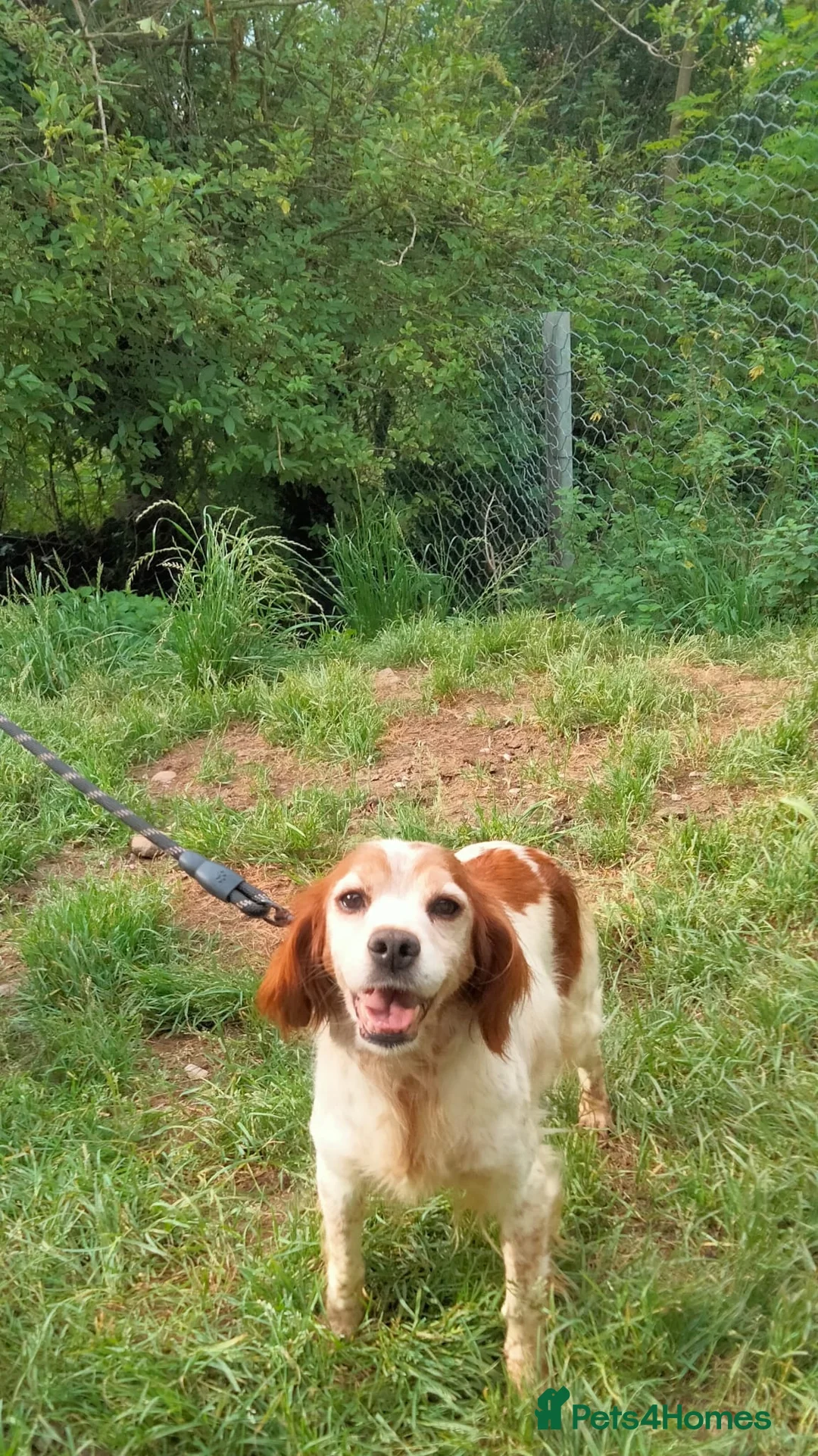 Brittany Spaniel dogs for adoption: Quilla in Consett - Advert 10