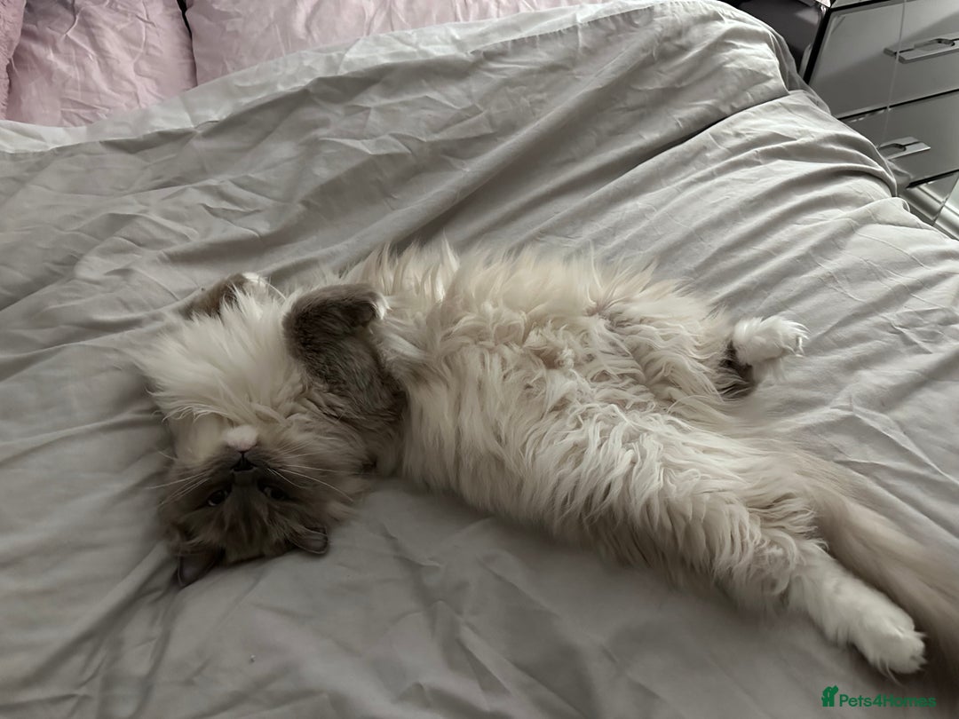 Ragdoll cats for sale: 3 Year Old Beautiful Female Ragdoll  - Image 5