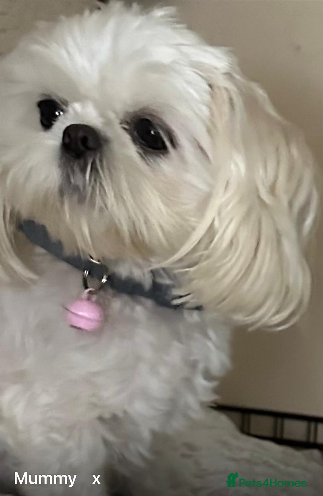 Shih Tzu dogs for sale: Lavender White Imperial Shih Tzu Puppies - Advert 18