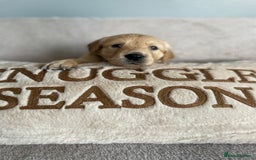 Golden Retriever dogs for sale: Rare & wonderful petite golden retrievers - Image 27