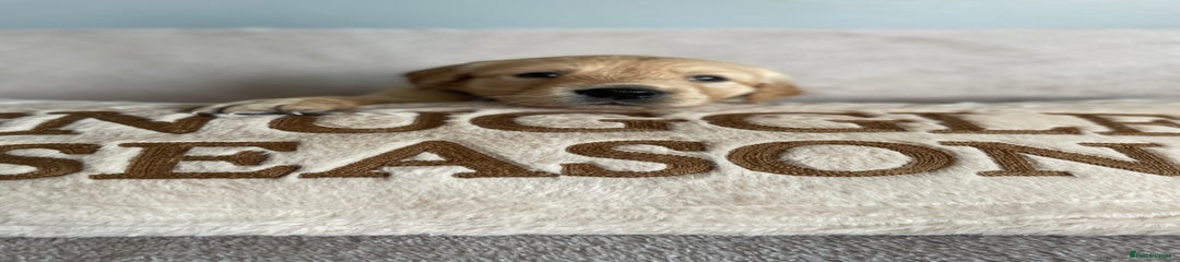 Golden Retriever Puppy 1