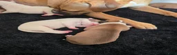 American Bulldog dogs for sale: American bull.dog puppies  in Wigan - Advert 24