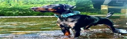 Dobermann dogs for sale: KC Registered Doberman Pups - Advert 10