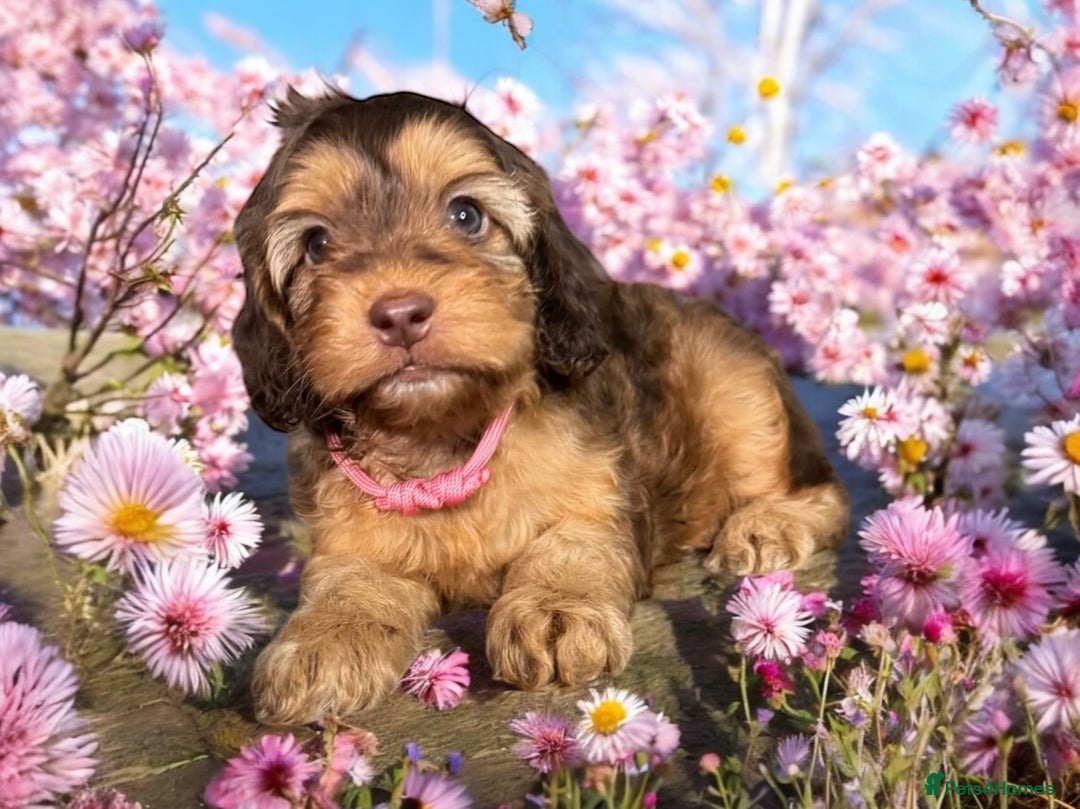 Cockapoo dogs for sale: WAITING LIST OPEN FOR SHOW SPANIELS AND COCKAPOOS - Advert 9