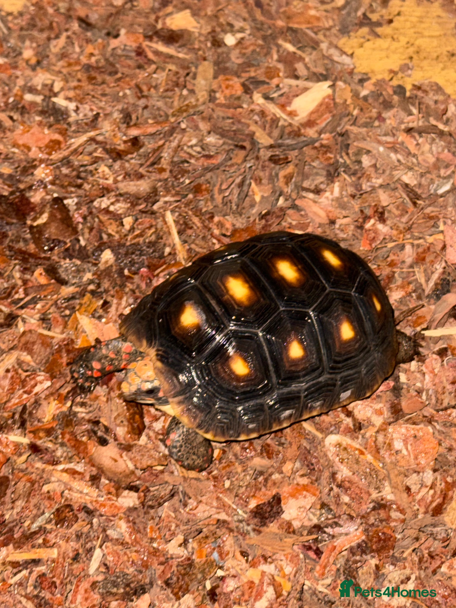 Tortoise reptiles for sale: Red foot tortoise  in Saint Leonards-on-sea - Advert 33