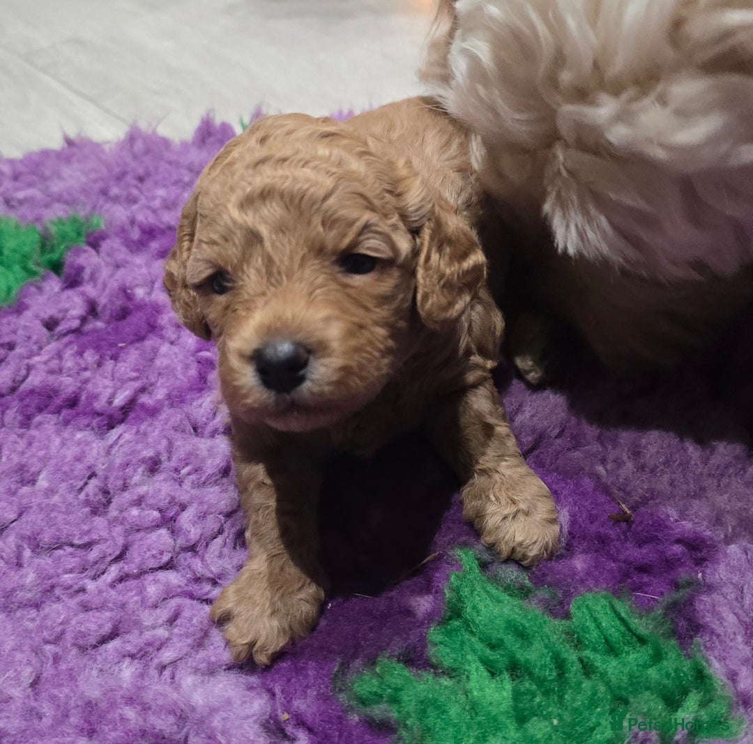 Cockapoo dogs for sale: STUNNING LITTER OF COCKAPOO F1B - Advert 11