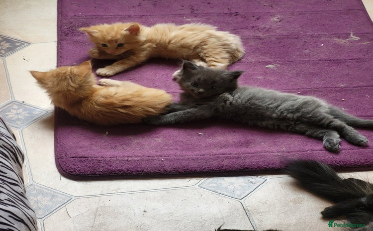 Maine Coon cats - Advert 1