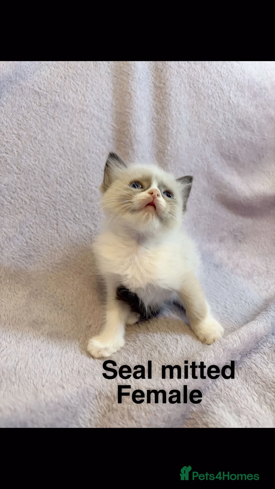 Ragdoll cats for sale: Ready 💕 Ragdoll kittens  in Northolt - Advert 5