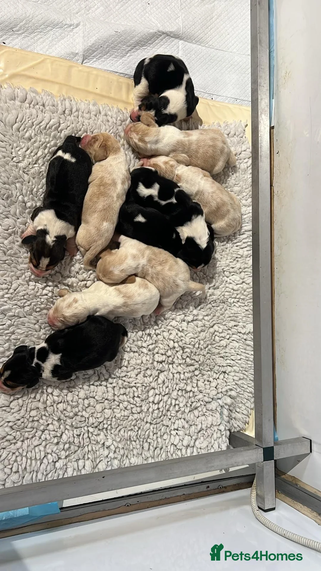 Basset Hound dogs for sale: Basset Hound Puppies Top Quality - Advert 3