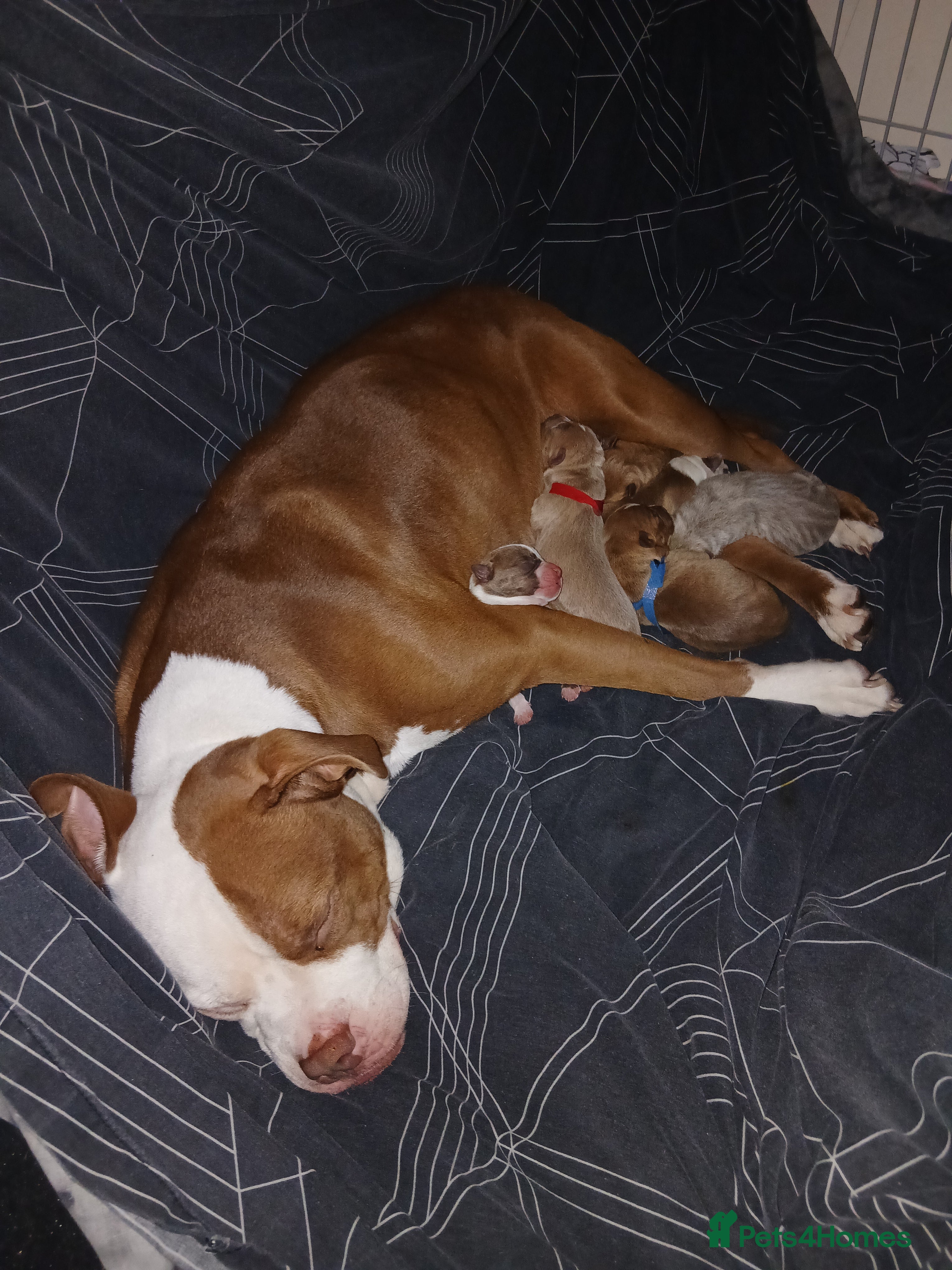 Mixed Breed dogs Mixed breed puppies for sale - Advert 2