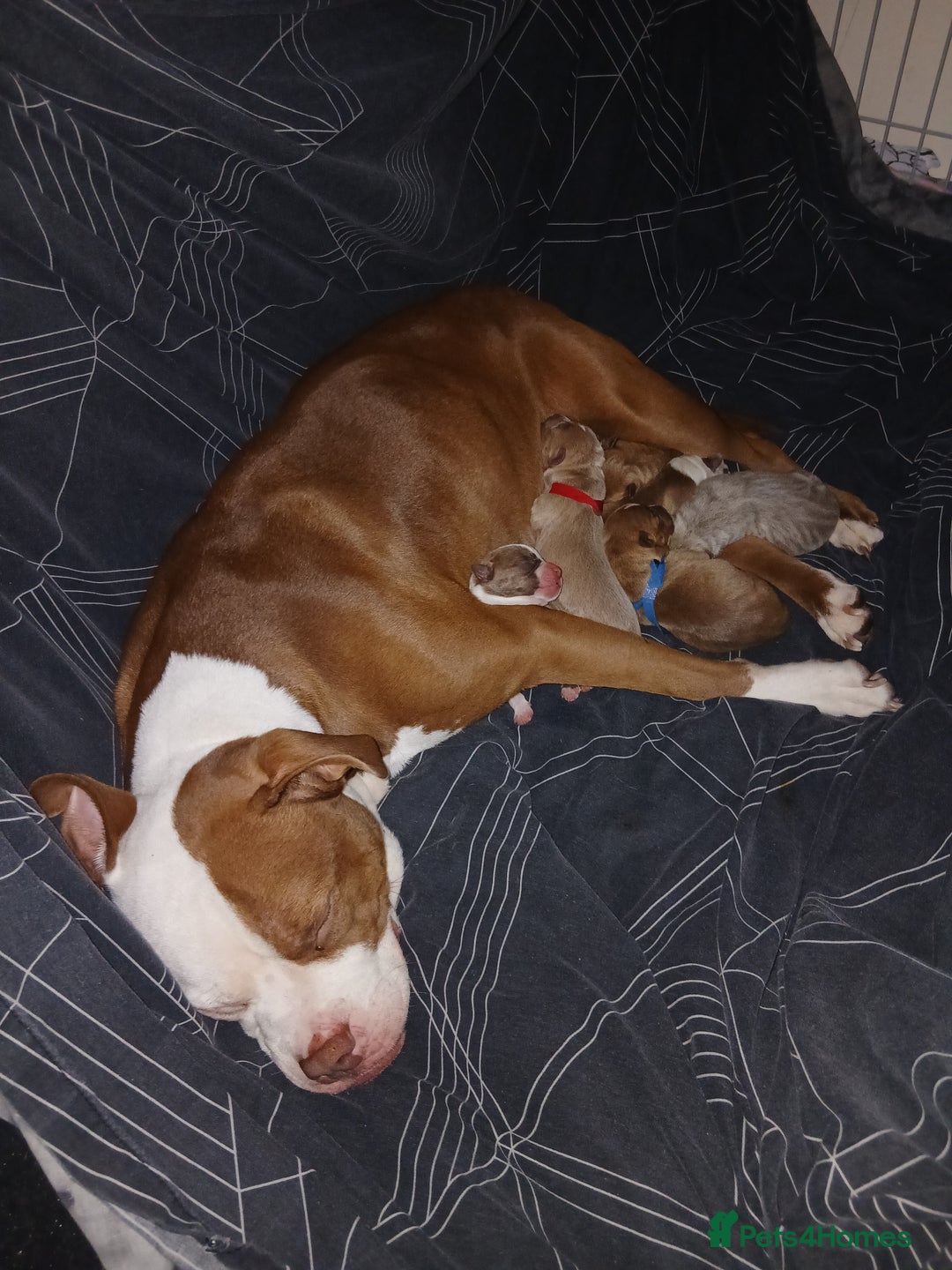 Mixed Breed dogs for sale: Mixed breed puppies for sale - Advert 1