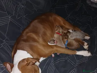 Mixed Breed dogs Mixed breed puppies for sale - Advert 17