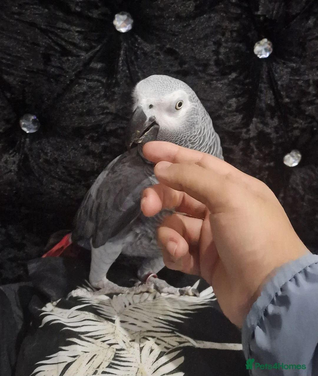Budgerigars birds for sale: African grey with cage - Advert 2