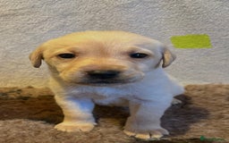 Labrador Retriever dogs for sale: 3 Beautiful female Labradors ready to leave❤️ - Image 14