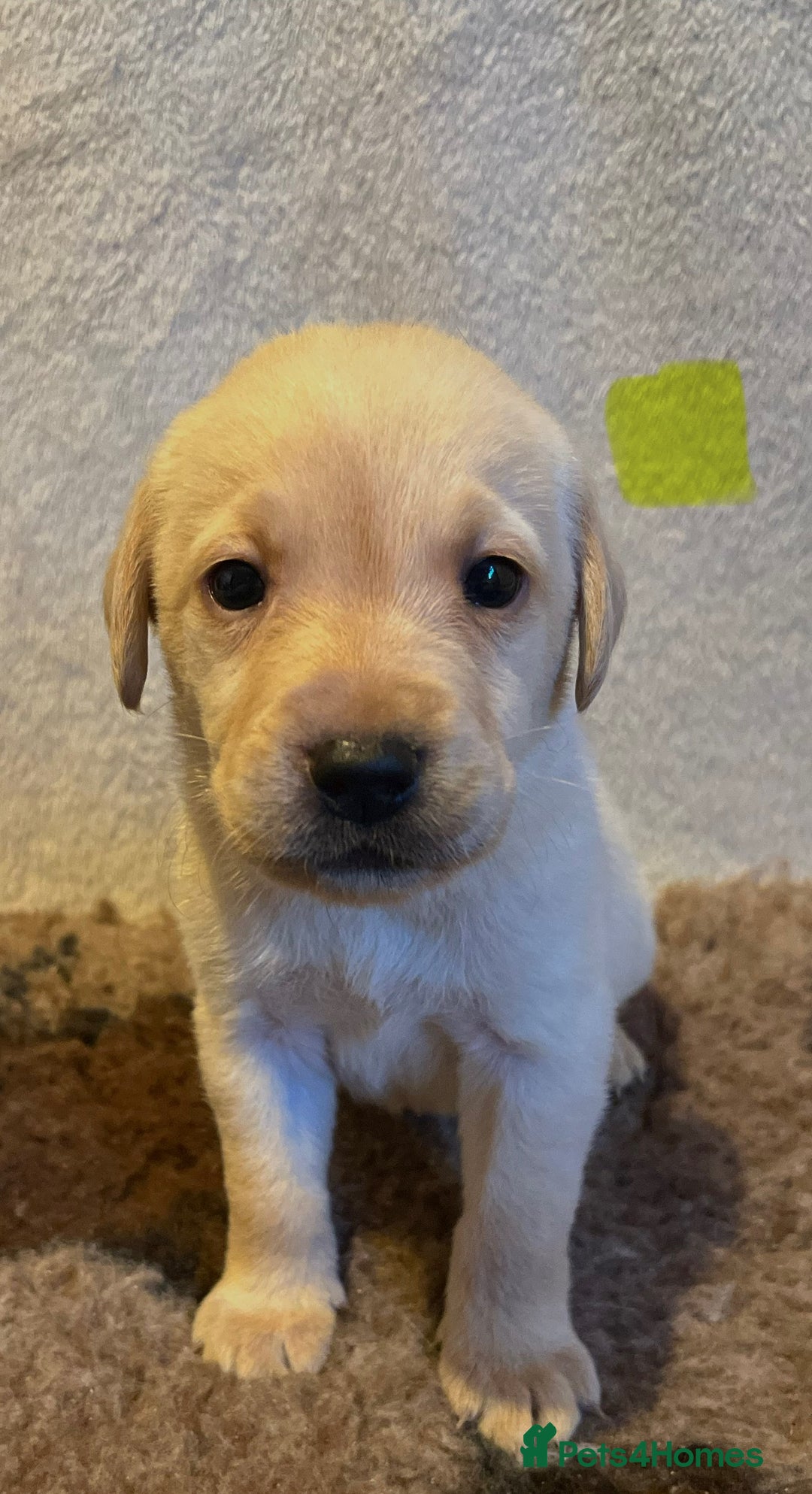 Labrador Retriever dogs for sale: 3 Beautiful female Labradors ready to leave❤️ - Image 14