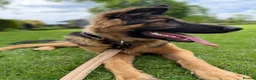 German Shepherd dogs for sale: Male german shepherd  in Nottingham - Advert 3