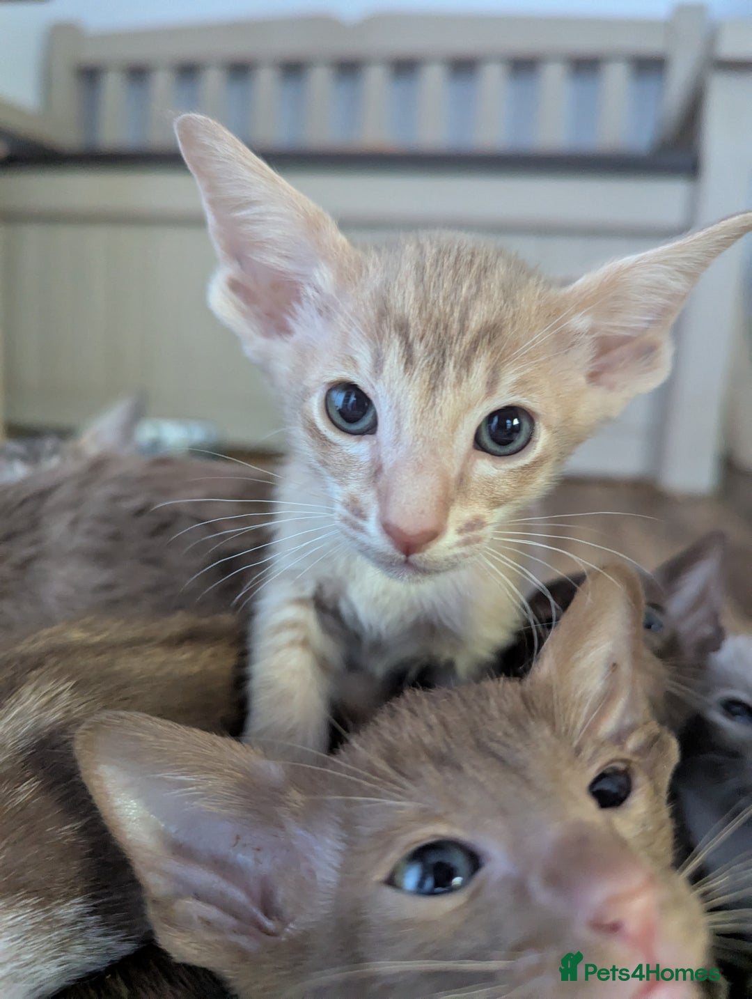 Oriental cats for sale: Super friendly kittens - Image 2
