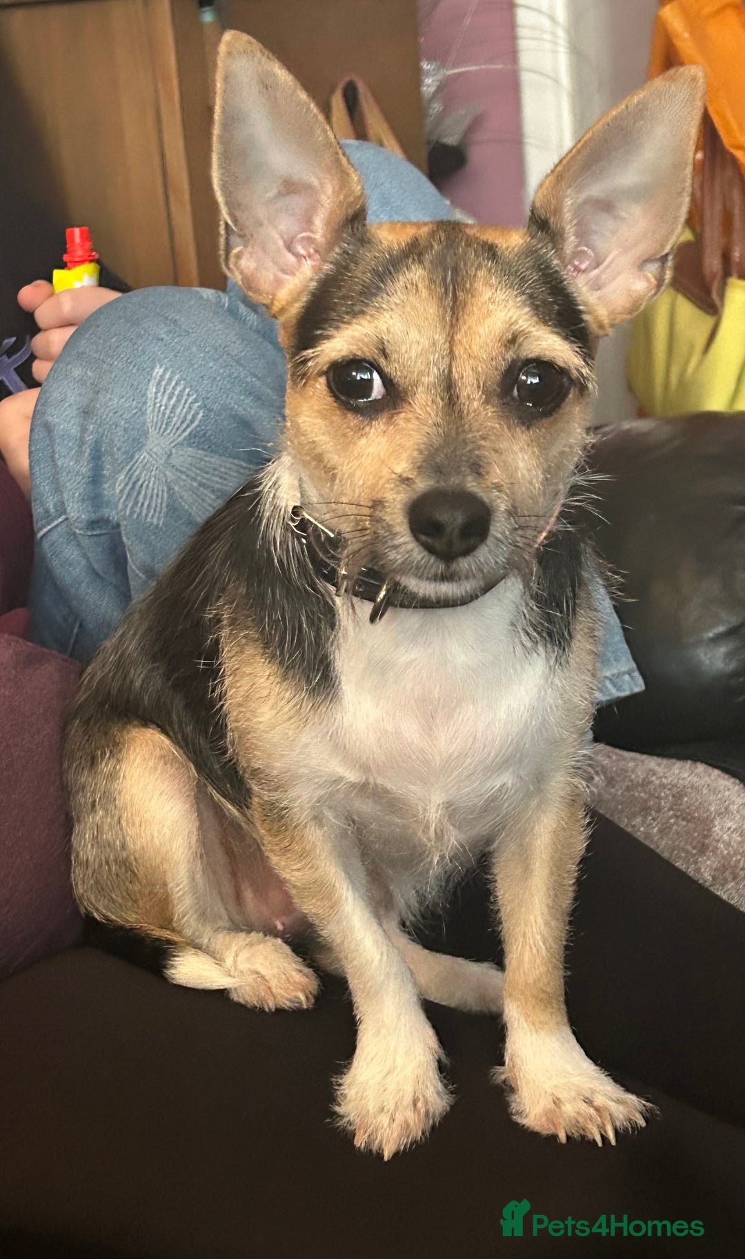 Mixed Breed dogs for sale: 23 month old chihuahua x border terrier female  - Image 2