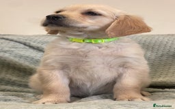 Golden Retriever dogs for sale: Quality Litter Of KC Reg Golden Retriever Puppies  - Image 23
