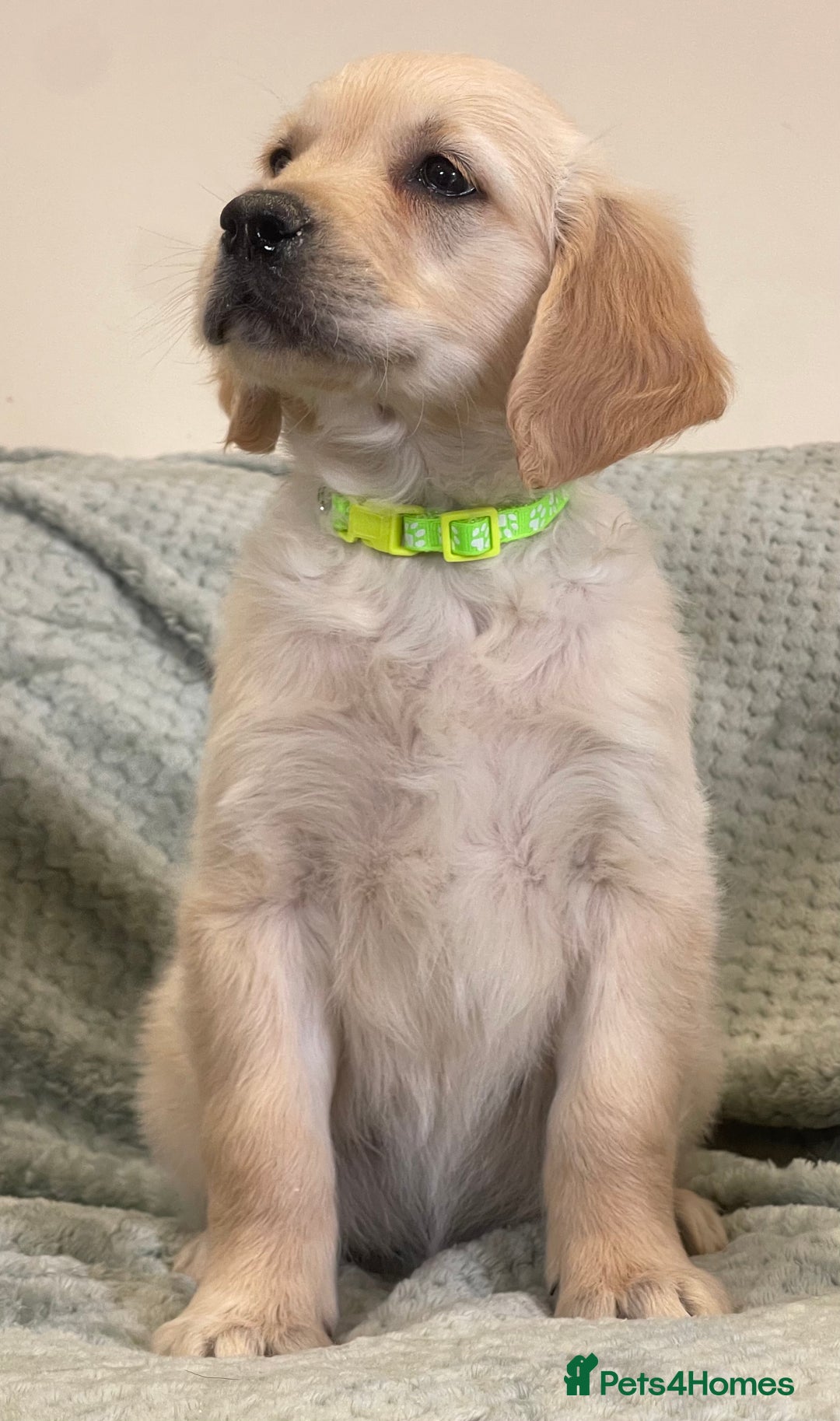 Golden Retriever dogs for sale: Quality Litter Of KC Reg Golden Retriever Puppies  - Image 23