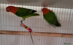 Conures birds for sale: Pair of Conures, plus cage  - Image 4