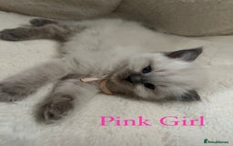 Ragdoll cats for sale: Beautiful Chunky Ragdoll Kittens For Sale - Image 23