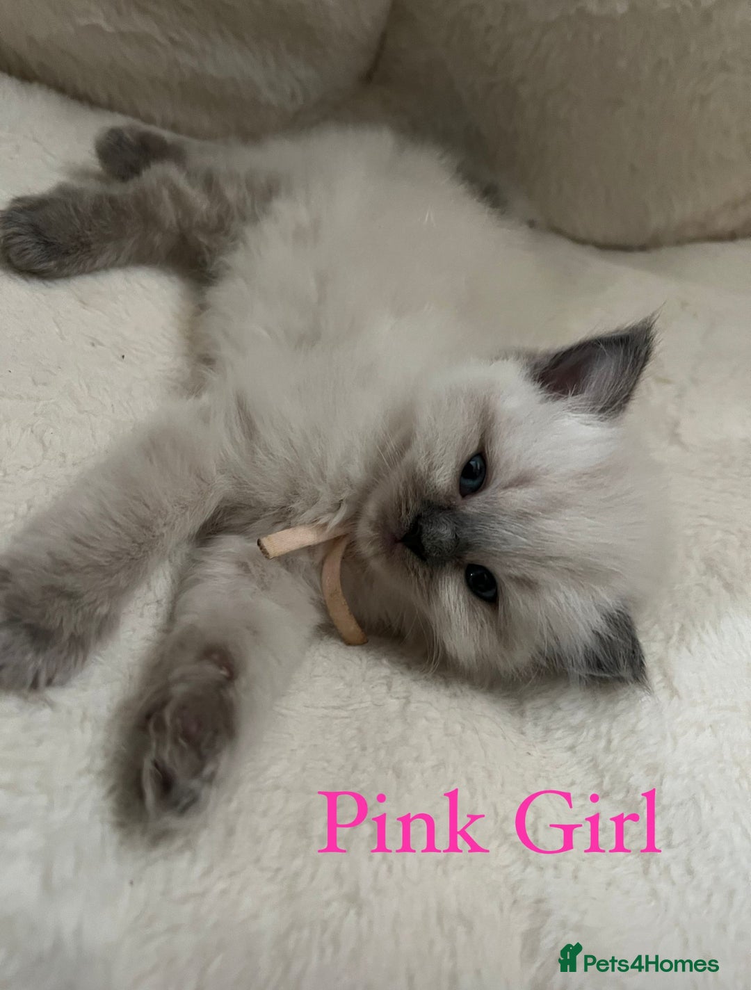 Ragdoll cats for sale: Beautiful Chunky Ragdoll Kittens For Sale - Image 23