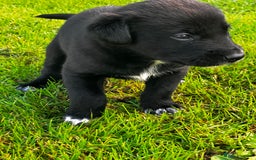 Borador dogs for sale: Collie X Labrador Puppies  - Image 12