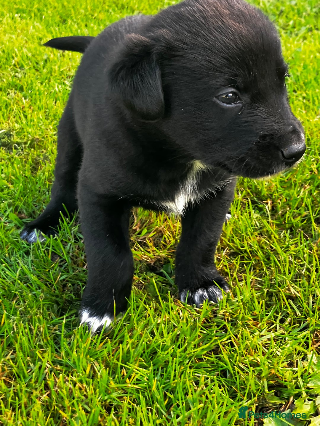 Borador dogs for sale: Collie X Labrador Puppies  - Image 12