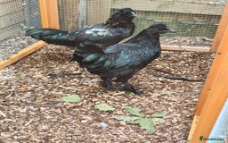 Chickens poultry for sale: Silkie x ayam cemani (Zombie roosters) X2 brothers - Image 1