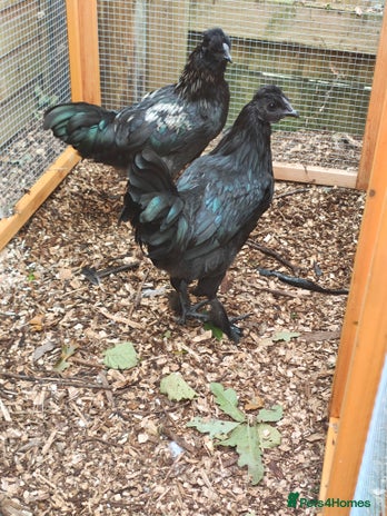 Chickens poultry - Advert 1