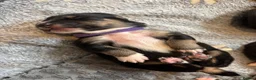 Mixed Breed dogs for sale: 8 Puppies for Sale - 6 Male, 2 Female - Advert 6