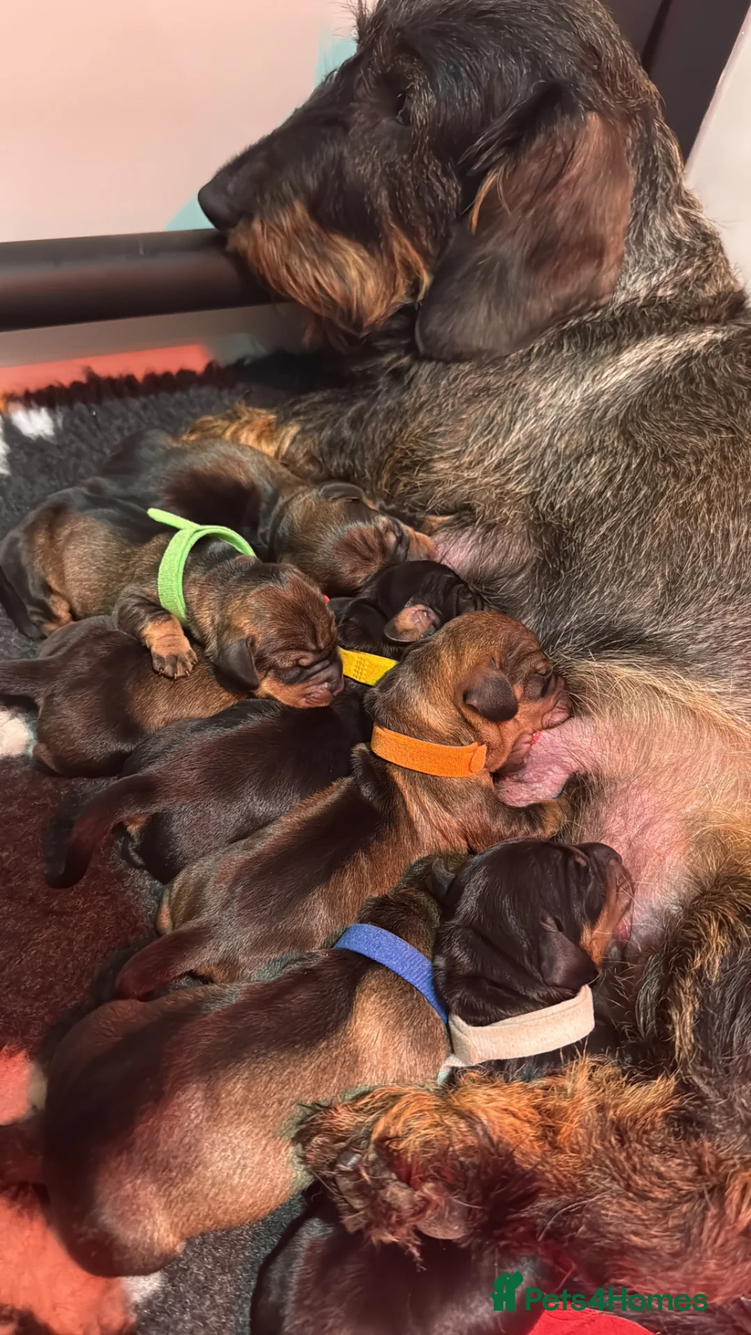 Dachshund dogs for sale: Beautiful Standard Wirehaired Dachshunds  in Ilminster - Advert 2