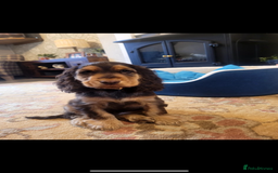 Cocker Spaniel dogs for sale: ✨ Show Cocker Spaniel pups ✨ - Image 22