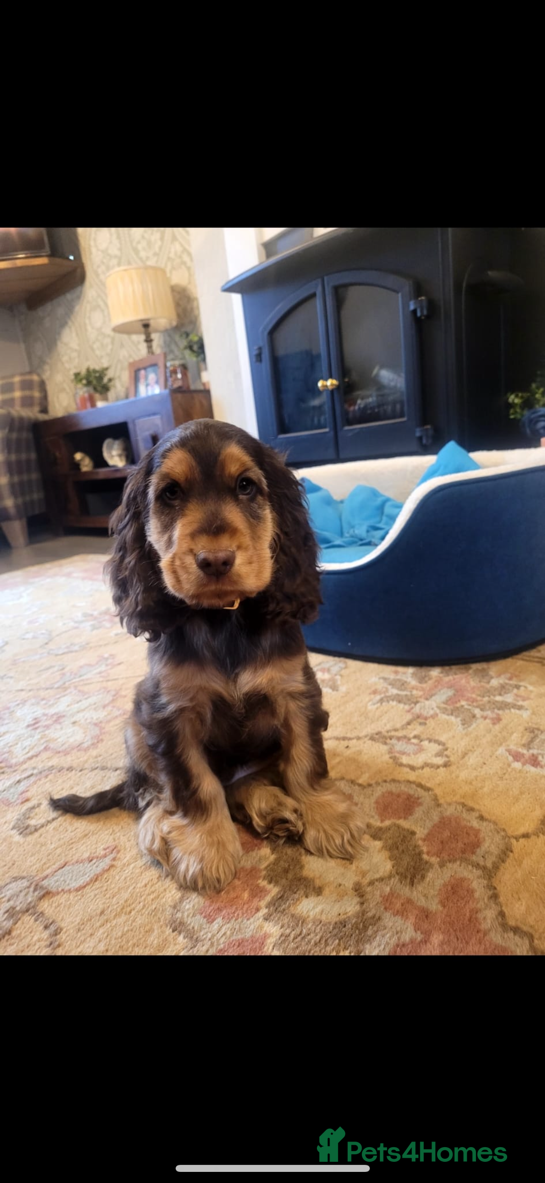 Cocker Spaniel dogs for sale: ✨ Show Cocker Spaniel pups ✨ - Image 22
