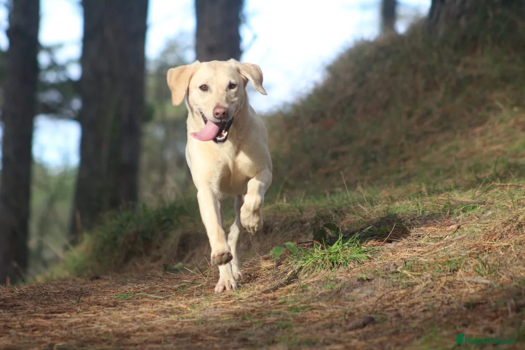 Springador dogs for sale: Fabulous Springador Puppies for Sale in Halesworth - Advert 2