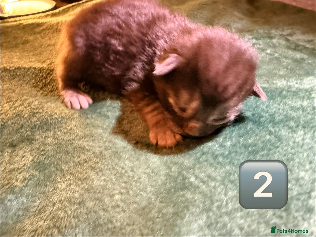 Maine Coon cats for sale: Gorgeous Fluffy Maine Coon Kittens  - Advert 7