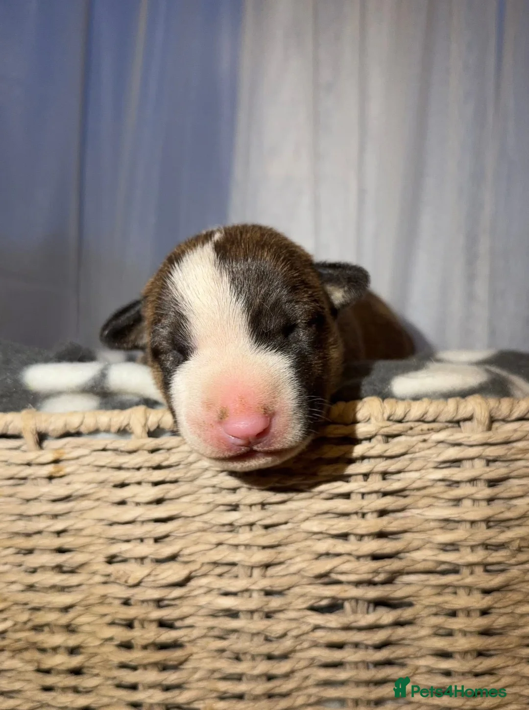 English Bull Terrier dogs for sale: Bull Terrier - Advert 17