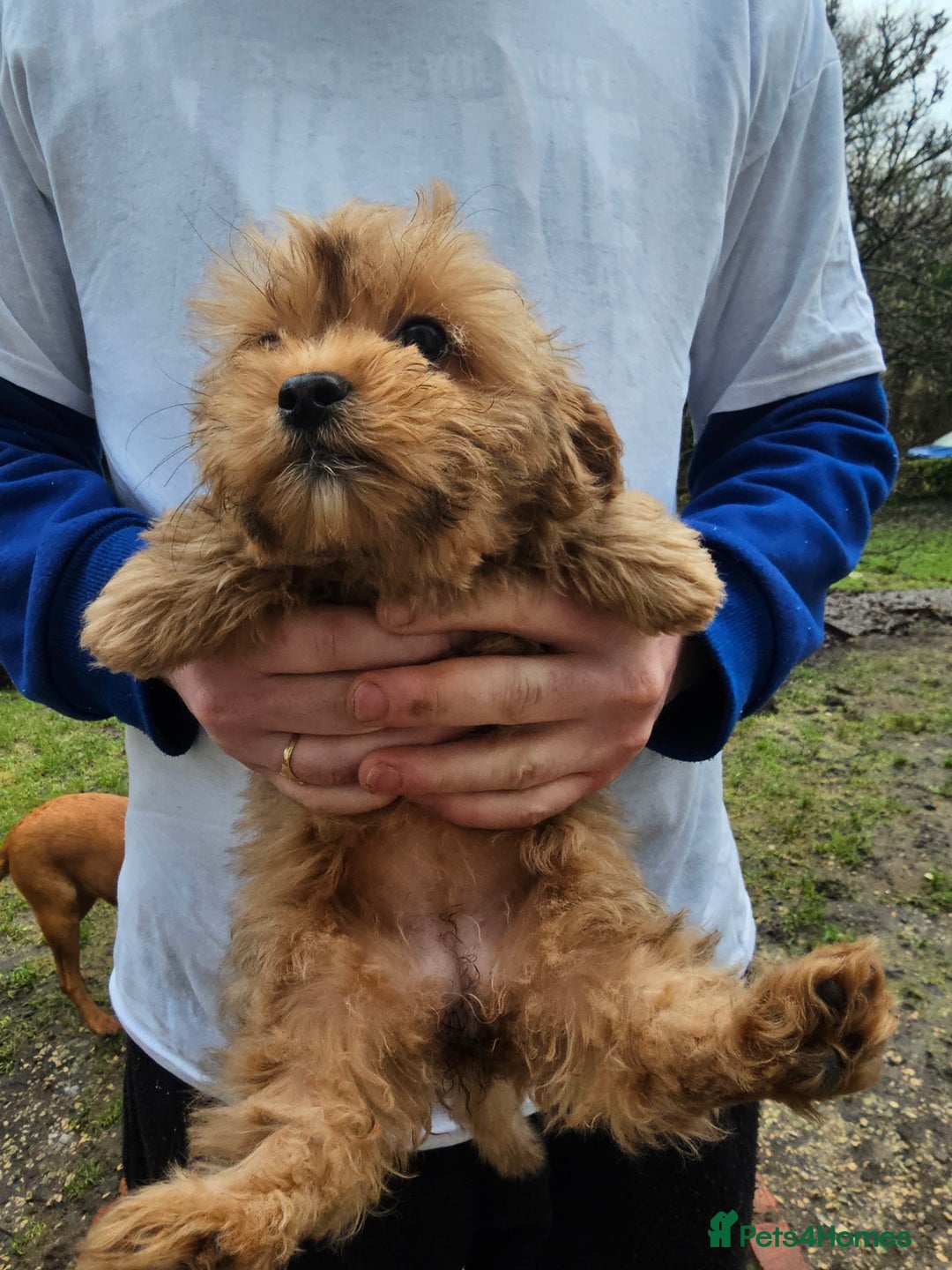 Shihpoo dogs for sale: Shih poo puppies - Advert 9