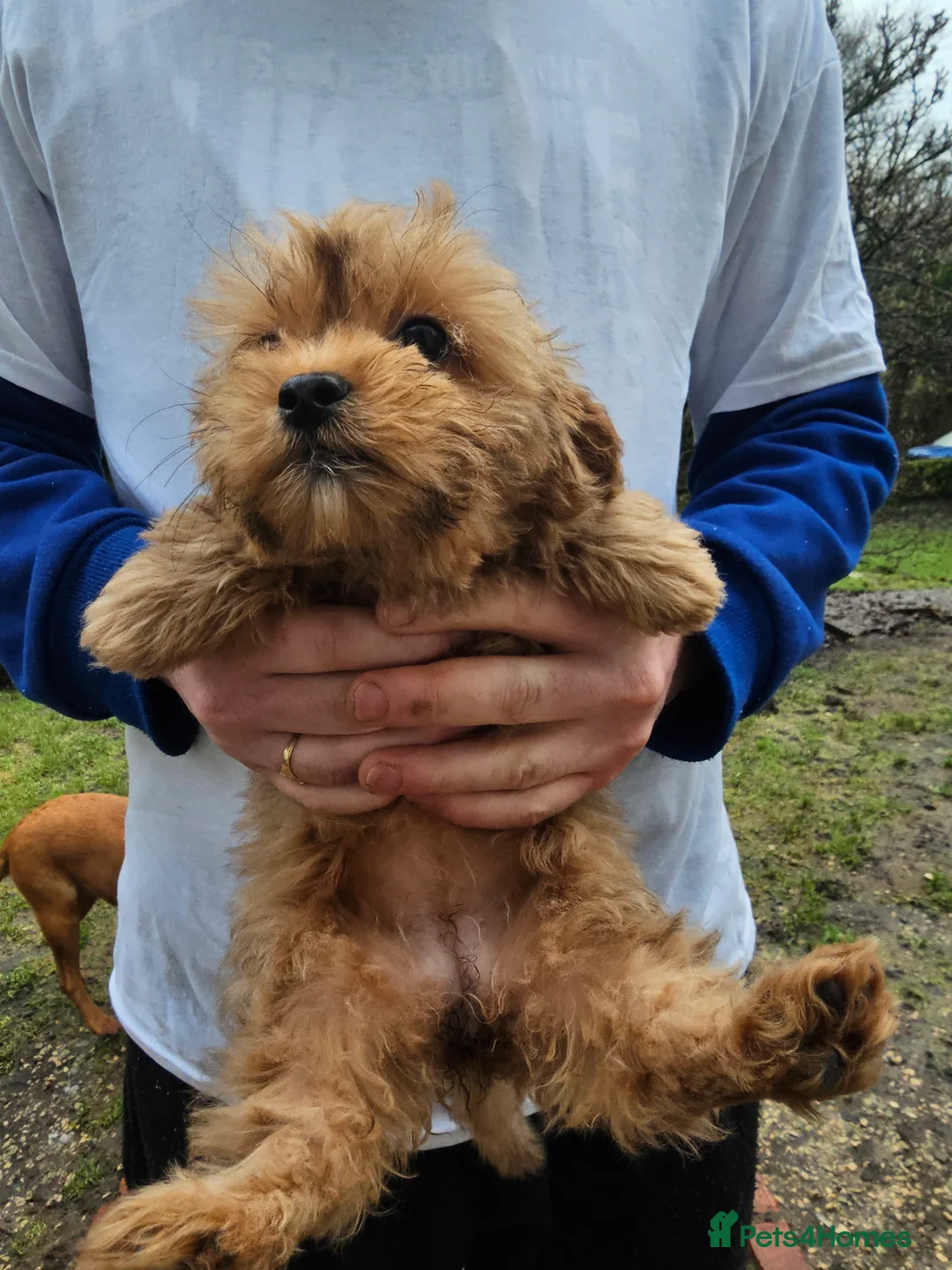 Shihpoo dogs for sale: Shih poo puppies - Advert 3